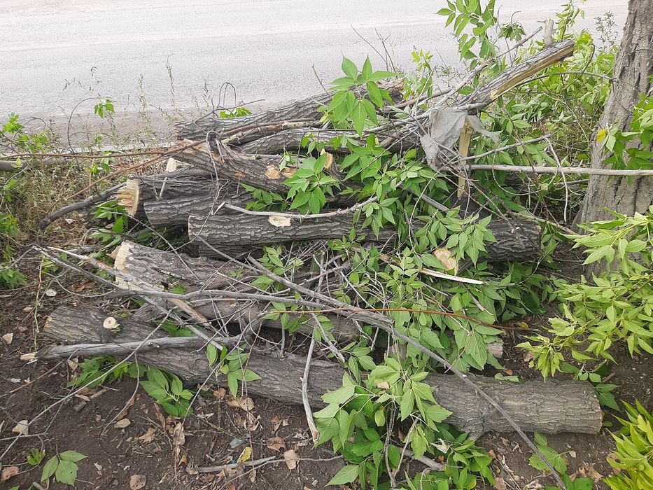 мы продаем древесину