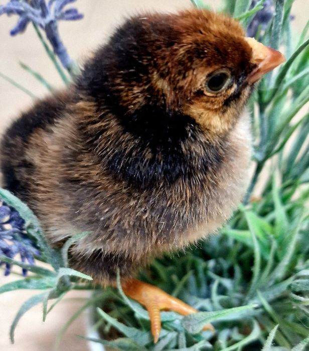 Vând pui wyandotte (metis)