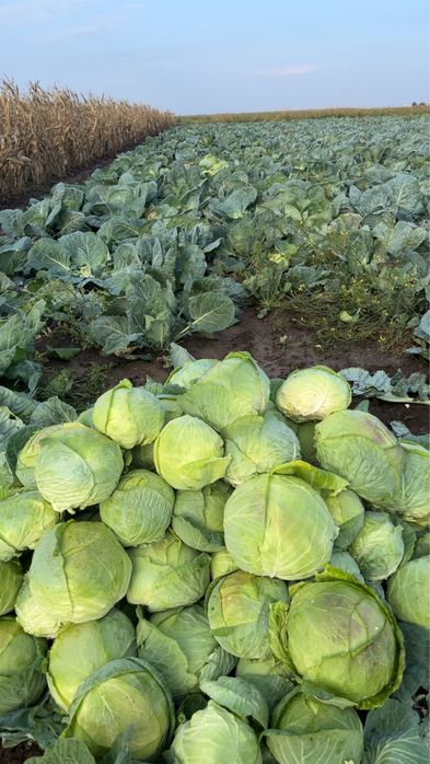 Vand varza de Buzau in cantitati mari!