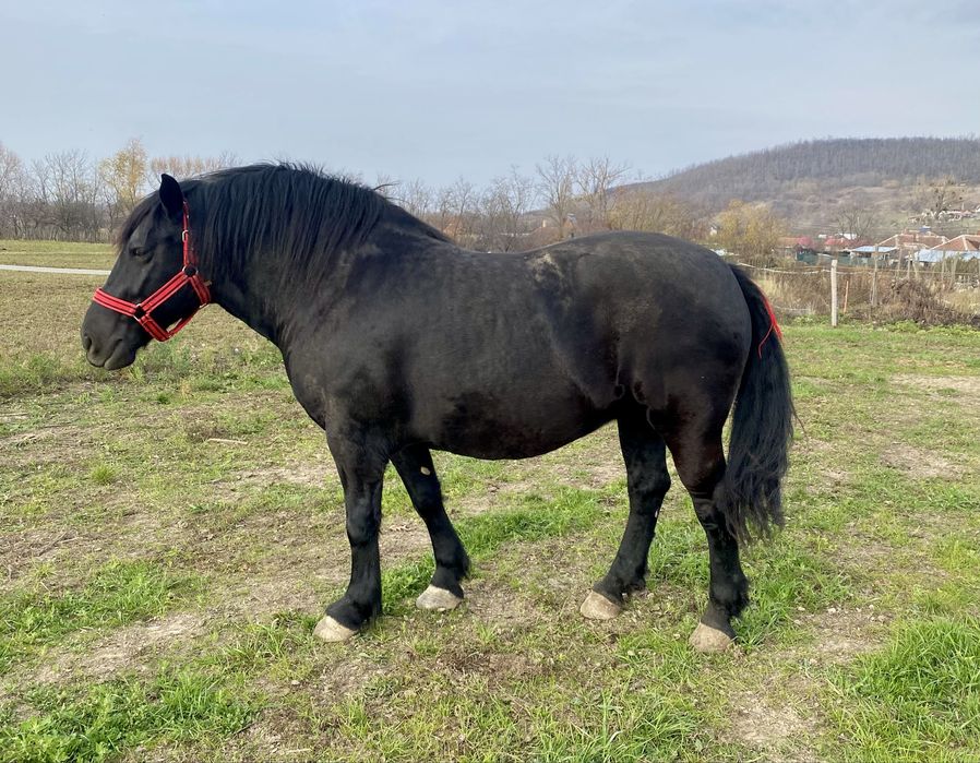 Iapa,manza neagra gestanta patru ani