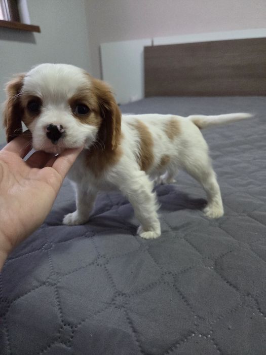 Кавалер Кинг Чарлз Шпаньол