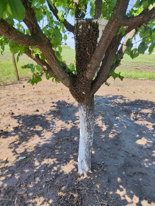 ЕвоРой - примамка за пчелни рояци