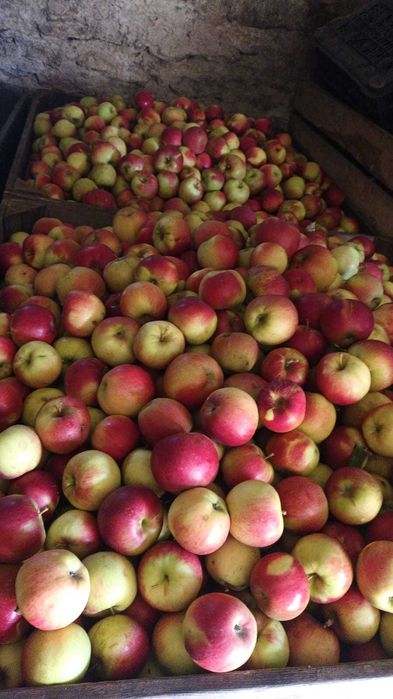 Mere, fructe proaspete bio direct de la producator