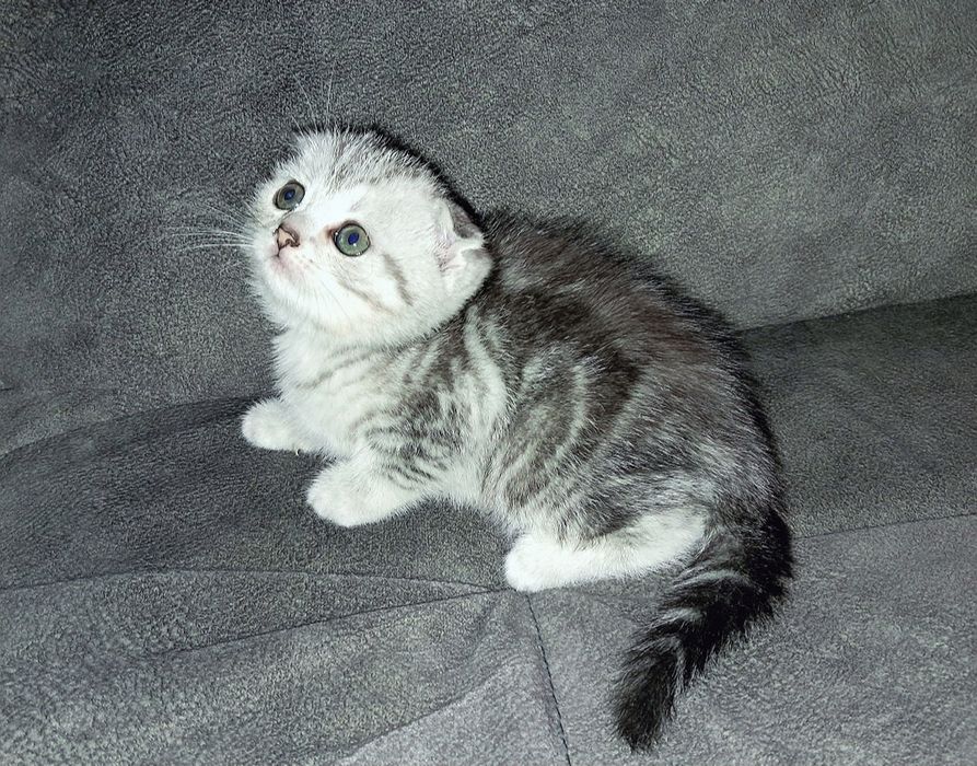 Котёнок. Фолд. Девочка