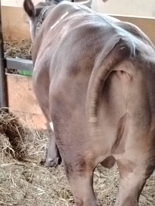 vițel angus de 3 luni