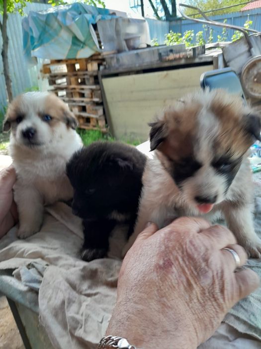 Отдам- щенков ..