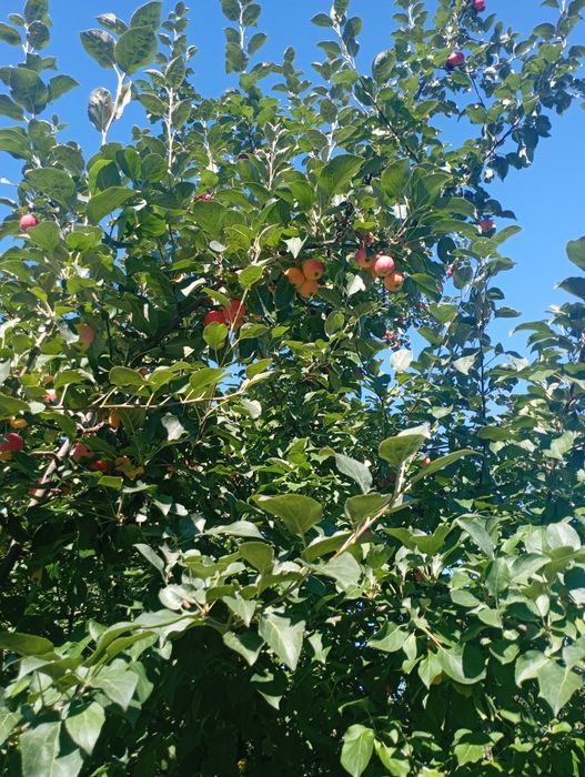 Продам дачу в городе