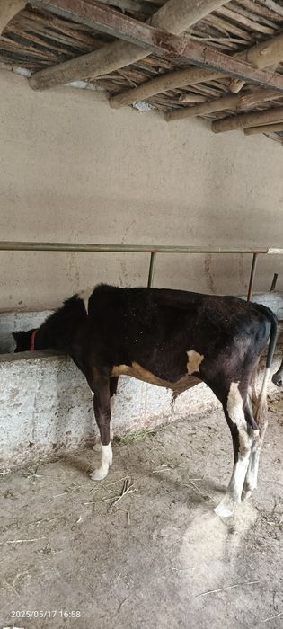 Goleshten gibrit navvos sotiladi