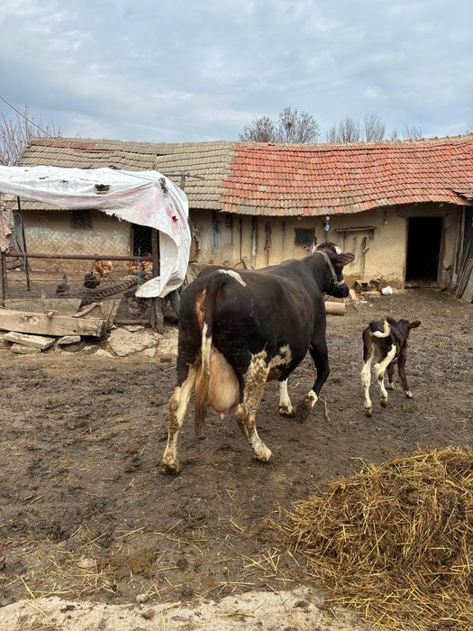 Vaca cu vitel Holstein