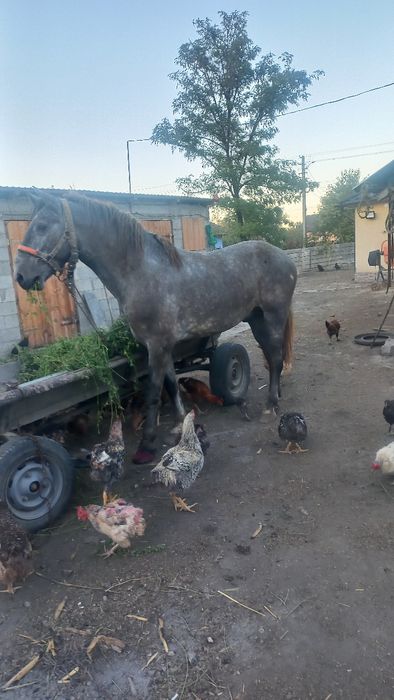 Armasar în vârstă de 3 ani