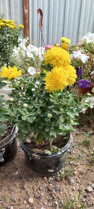 Хризантема мультифлора