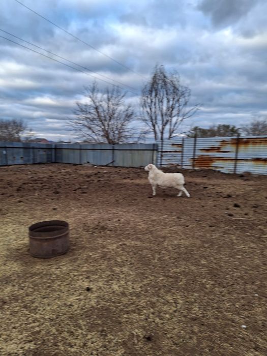 Продается кошкар