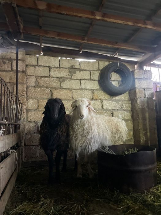 Қой сатылады 110мыннан