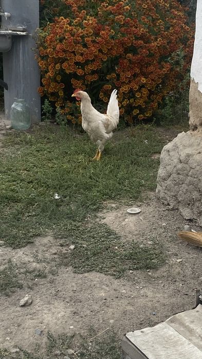 Продам петухи разные парода