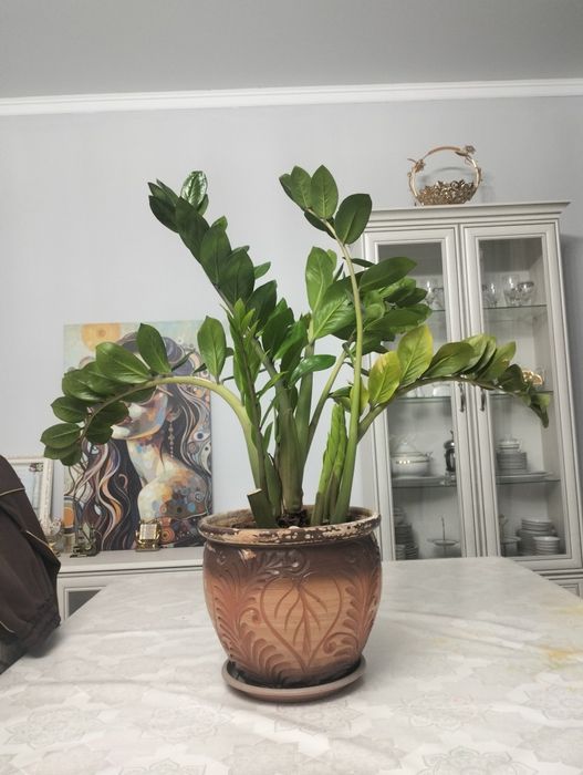 Продам комнатные цветы-Замиокулькас