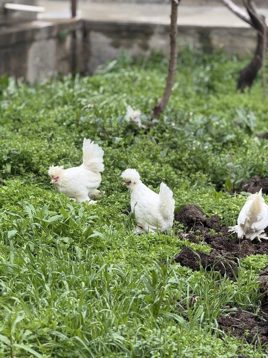 Yapon tovuqlar 220 mingdan manzil Samarqand