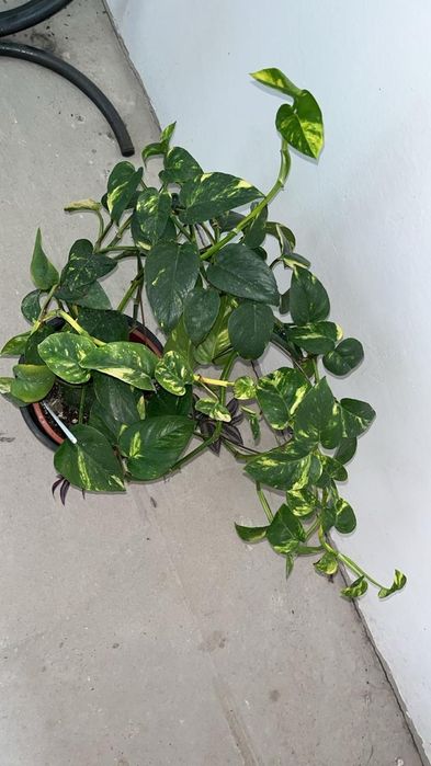 Большие цветы продаю