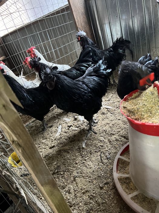 Vand cocosi de Ayan Cemani