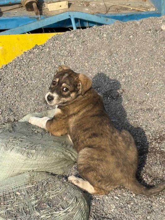 Щенки 2 месяца здоровые , активные