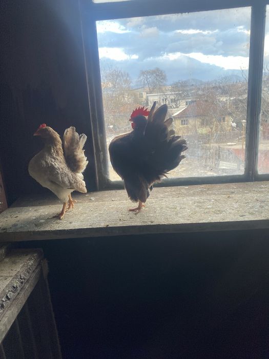 Pereche gainuse serama