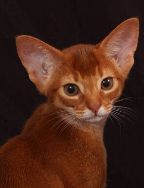 Абиссинские- СОЛНЕЧНЫЕ детки