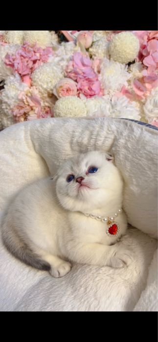 Поинт 2ойли кизча