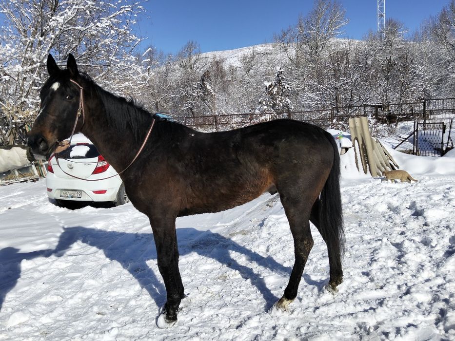 Айгыр сатылады!!