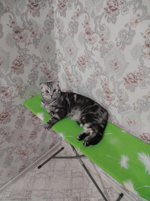 Отдам кота в добрые руки