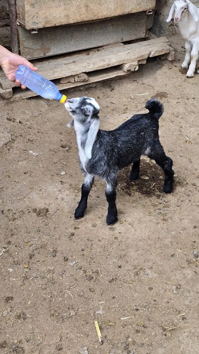 Нуб еркек лақтар сатылады