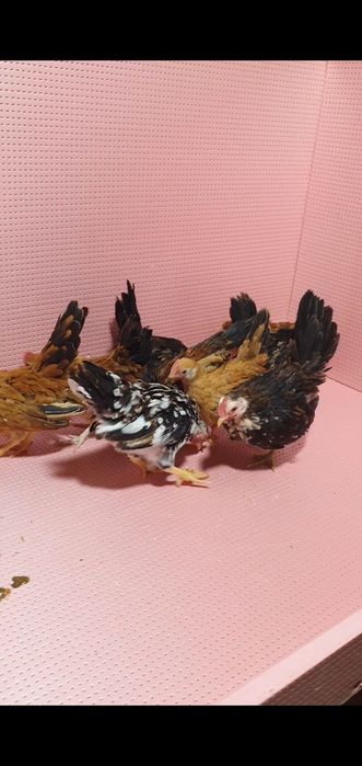 Серама жўжалари сотилади