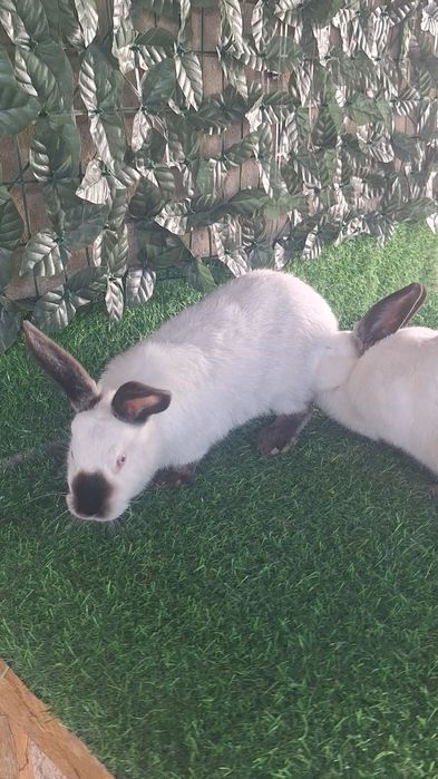 Кролики  Калифорния