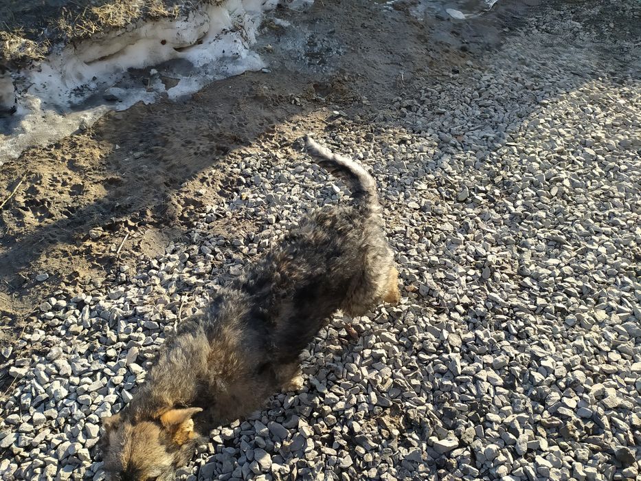 Отдам щенка девочку 6 месяцев.