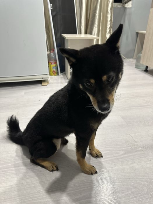 Потерял собака сиби ину