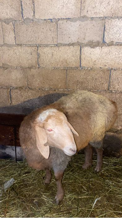 Продам барана матка Токты бойдак