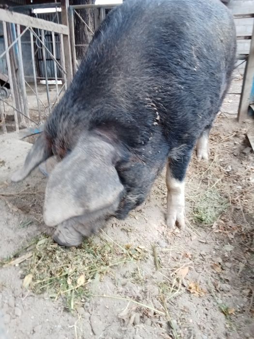 Важу кабана/////