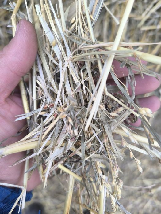 Сено Суданка Шөп Сорго