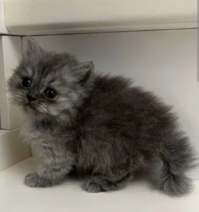 Шотландская кошечка