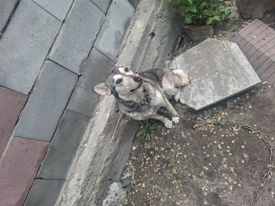 Собака хорошо лает