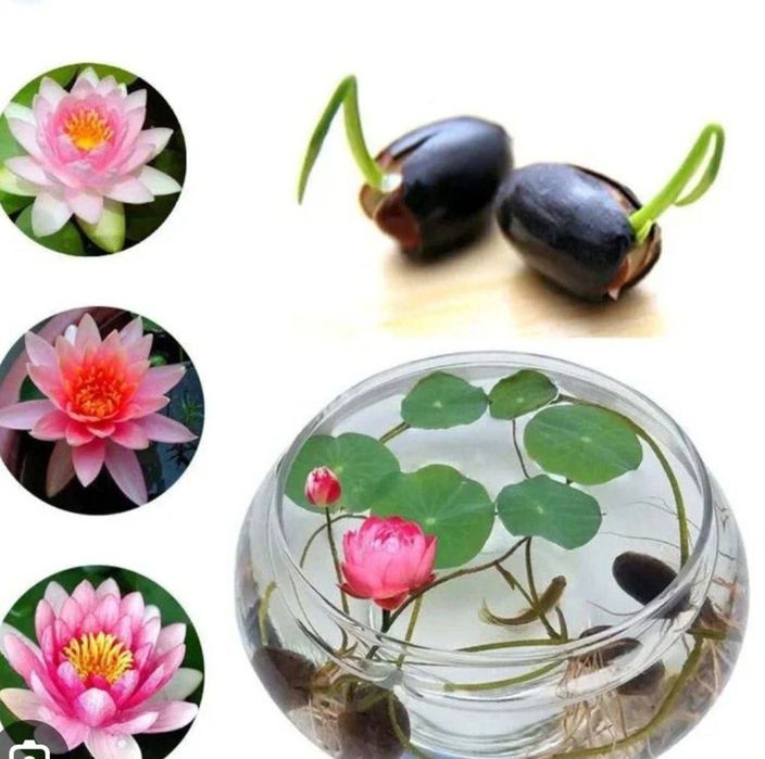 Семена лотоса,  нилуфар гул