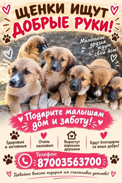 Отдам даром щенков