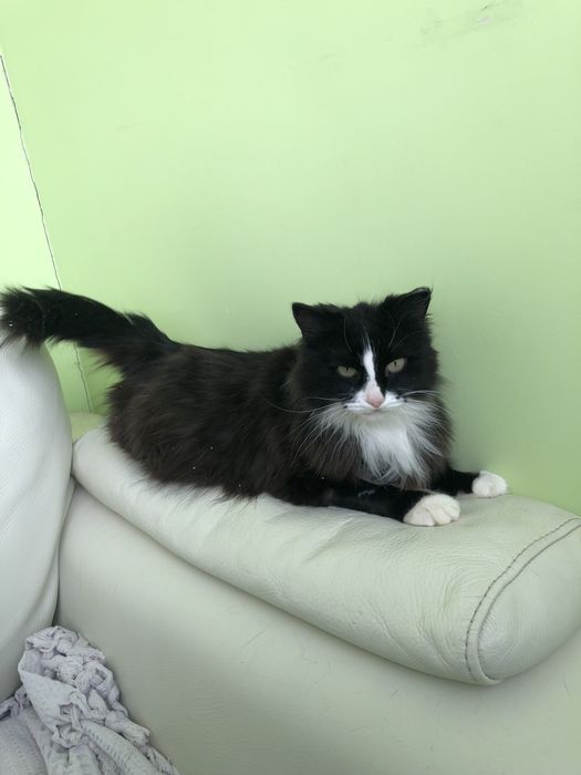 Любимые животные