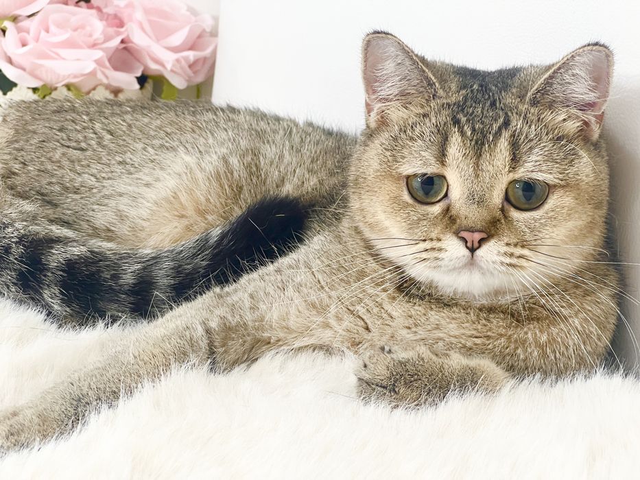 Девочка британка