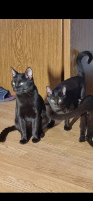 Ofer pentru adopție 2 pisici sterilizate