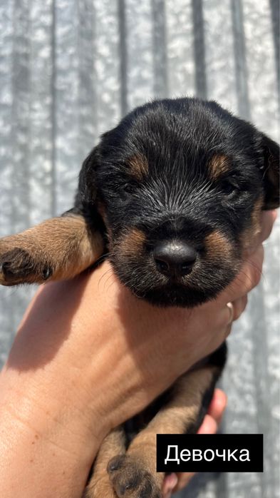 Продам щенков ягдтерьер