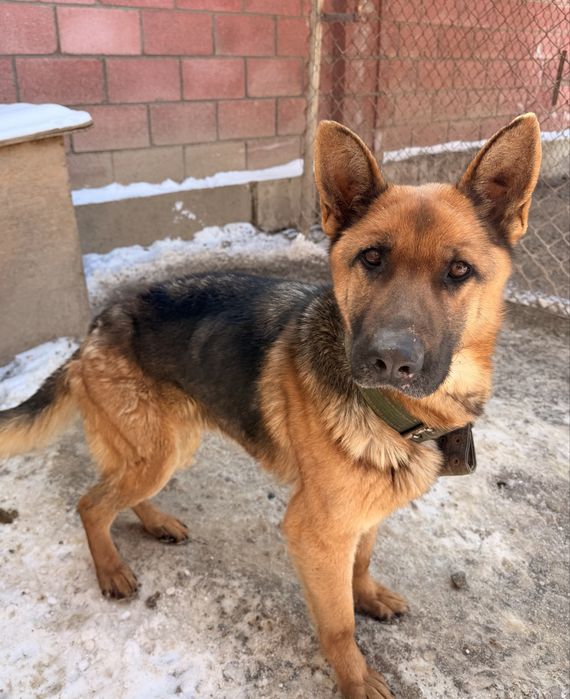 Немецкая овчарка