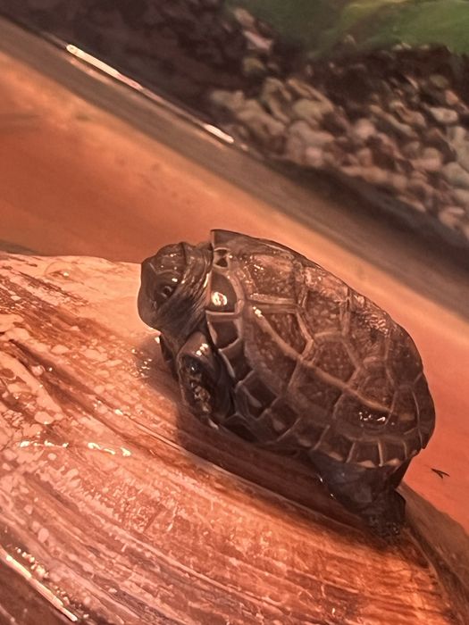 Черепаха с аквариумом и корм продам