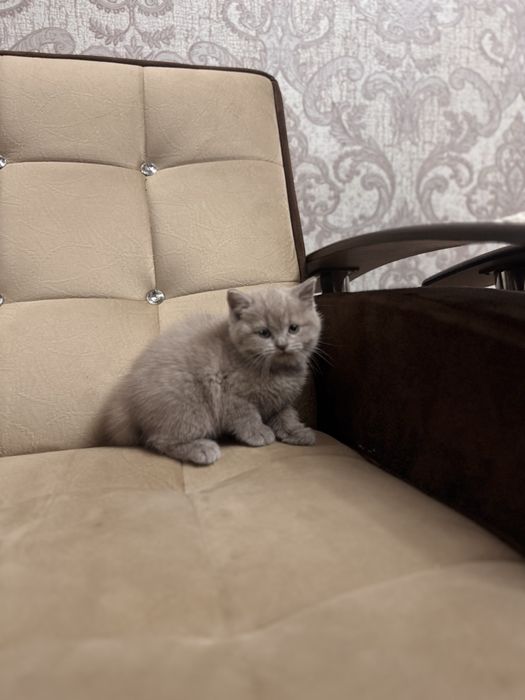 Породистая голубая девочка скоттиш-страйт