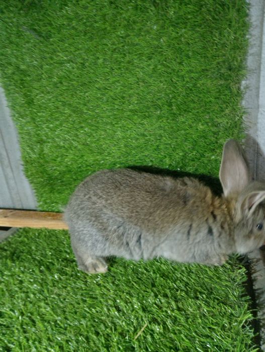 Крольчата фландер.