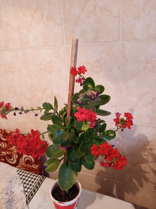 Продам каланхоэ цветущий за 2500 тенге