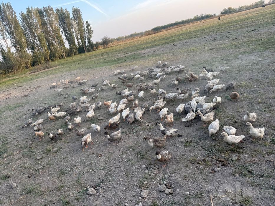 Ўрдаклар сотилади | Утки